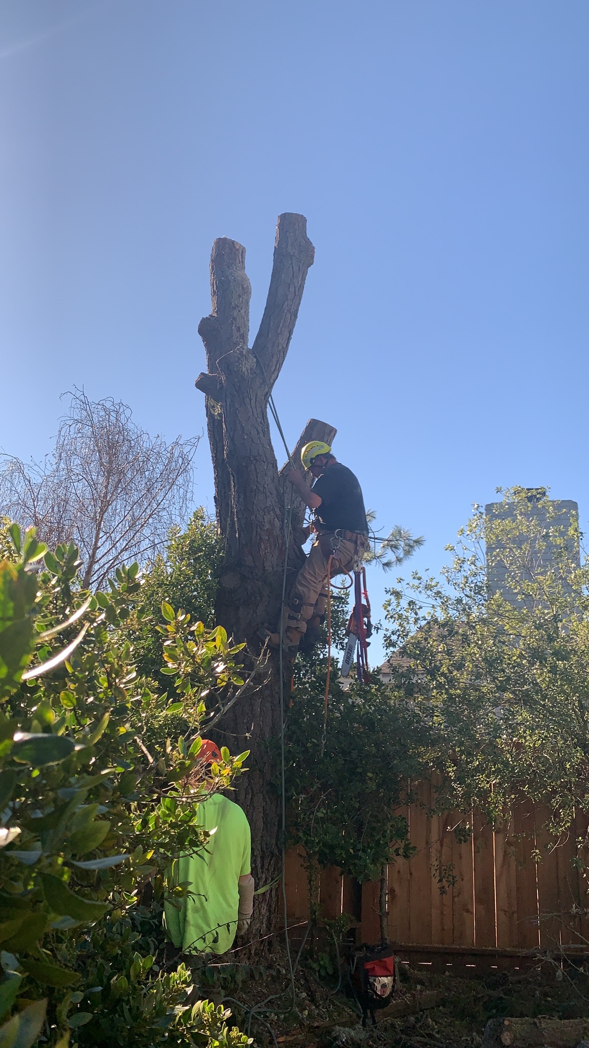 Mike the Tree Guy: Service Image-1 Mike the Tree Guy: Service Image-1