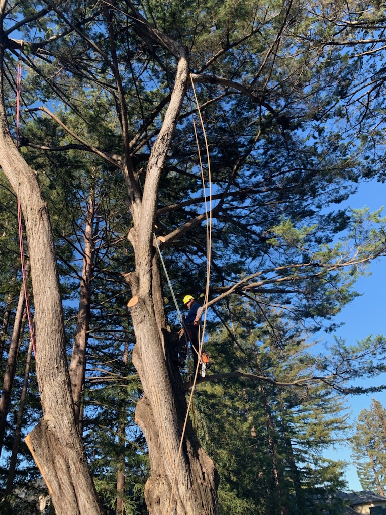 Mike the Tree Guy: Service Image-2 Mike the Tree Guy: Service Image-2