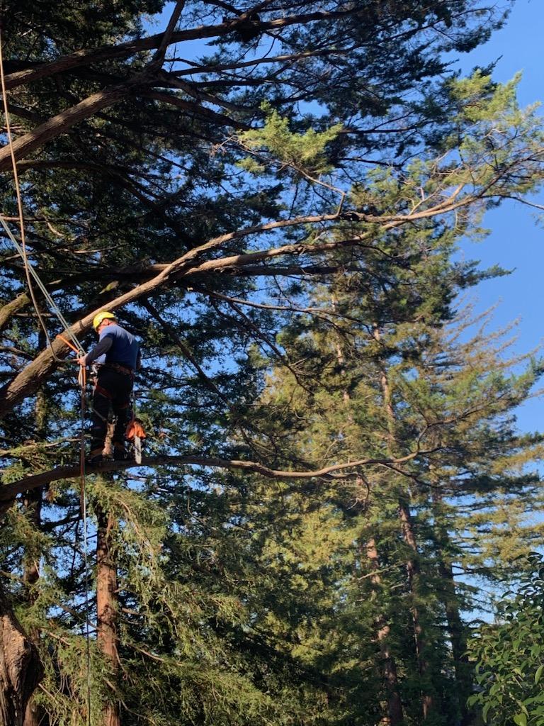 Mike the Tree Guy: Service Image-3 Mike the Tree Guy: Service Image-3