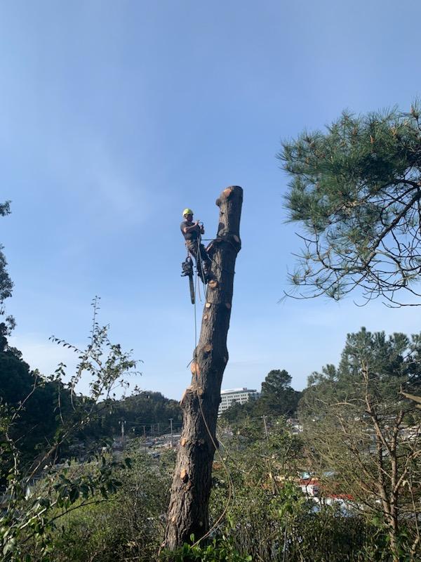 Mike the Tree Guy: Service Image-5 Mike the Tree Guy: Service Image-5