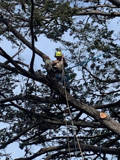 Mike the Tree Guy: Service Image-0 Mike the Tree Guy: Service Image-0